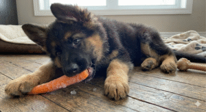 German Shepherd puppy chewing a frozen carrot