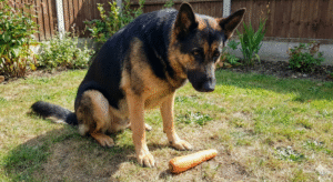 German Shepherd eating a carrot