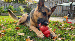 Mental stimulation for German Shepherd using peanut butter