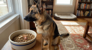 German Shepherd not eating food from bowl