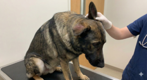 German Shepherd ear hematoma swelling