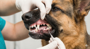 German Shepherd dental problems affecting eating