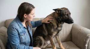German Shepherd aggression caused by pain