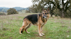 Early stage German Shepherd hip dysplasia signs