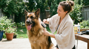 Brushing German Shepherd after bath