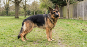 German Shepherd hip dysplasia early signs
