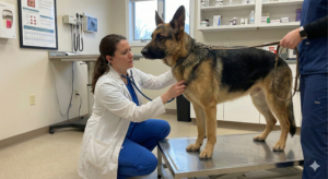 German Shepherd's fear caused by pain or illness
