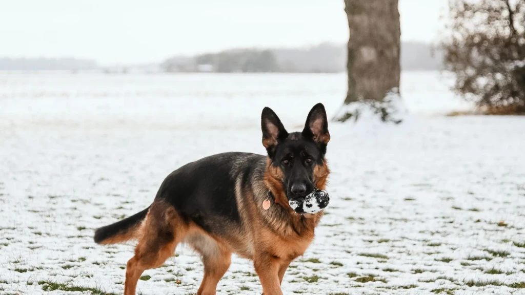 german-shepherd-hero-snow-landscape German Shepherd standing in a snowy field holding a ball