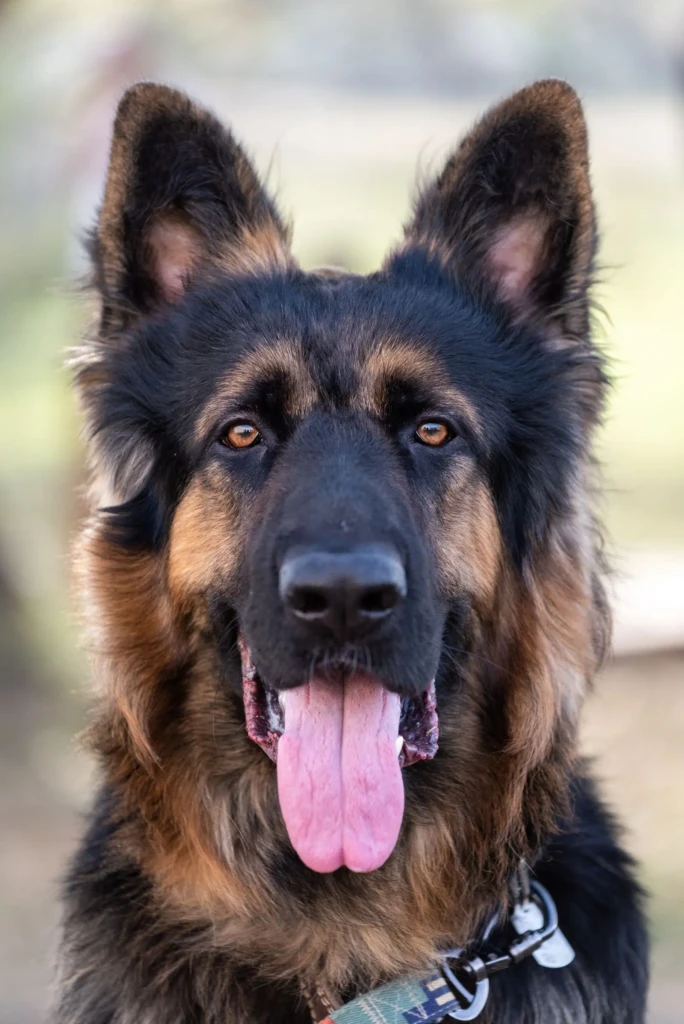 german-shepherd-portrait-tongue-out Close-up portrait of a German Shepherd with its tongue out